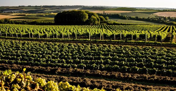 Terroir d'exception : découvrez les merveilles de sancerre